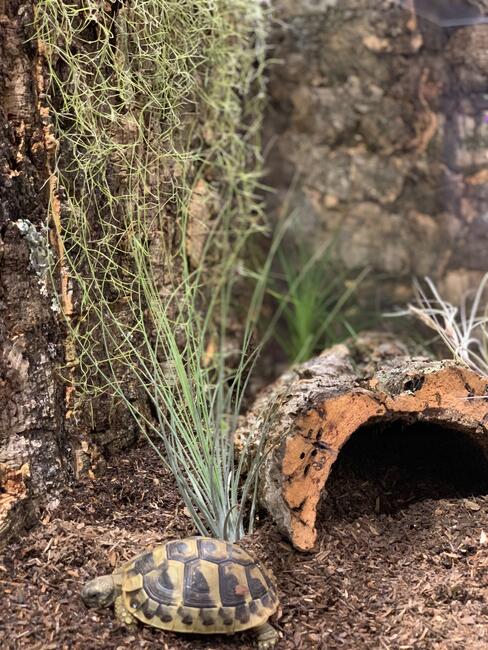 żółw grecki lądowy sprzedam
