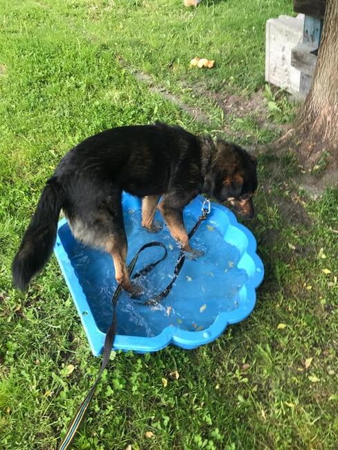 Bary ok.1,5 roczny aktywny psiak szuka domu Monika Bog.