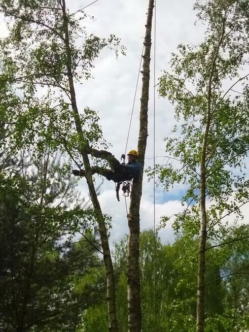 Usługi alpinistyczne, arborysta, alpinista przemyslowy