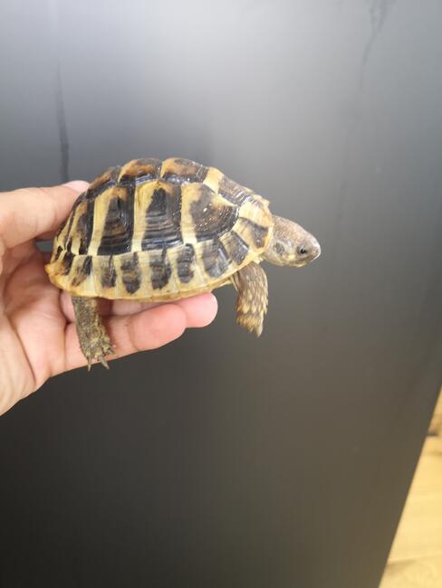 żółw grecki lądowy sprzedam