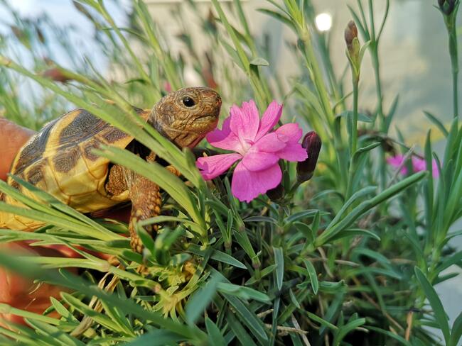 żółw grecki lądowy sprzedam