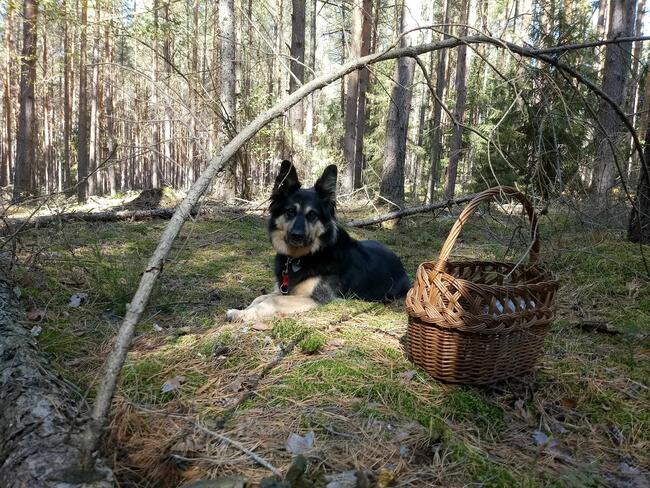 „Mika” – domowy hotelik dla zwierząt