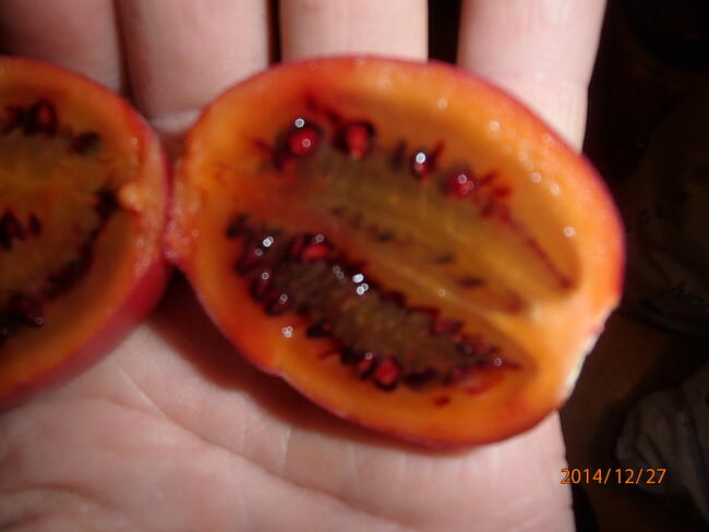 Pomidor drzewiasty tamarillo sadzonka w doniczce