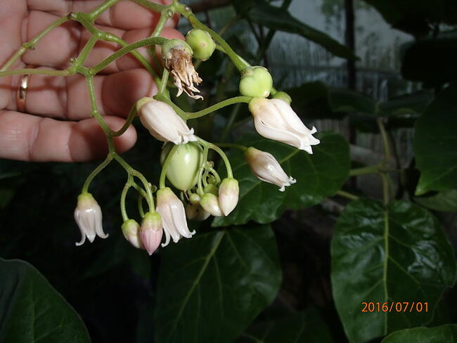 Pomidor drzewiasty tamarillo sadzonka w doniczce