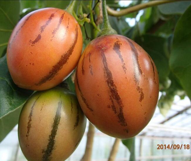 Pomidor drzewiasty tamarillo sadzonka w doniczce
