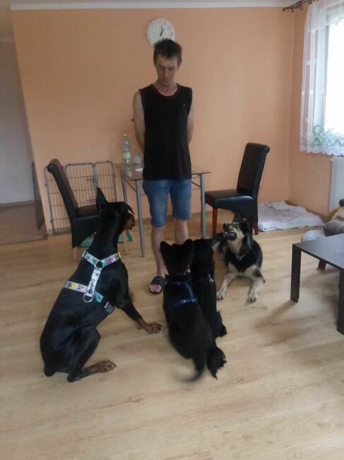 „Mika” – domowy hotelik dla zwierząt