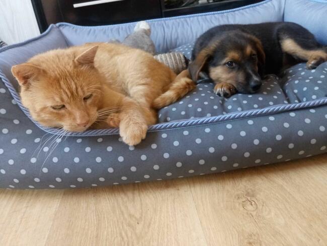 „Mika” – domowy hotelik dla zwierząt