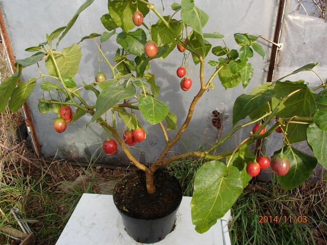 Pomidor drzewiasty tamarillo sadzonka w doniczce