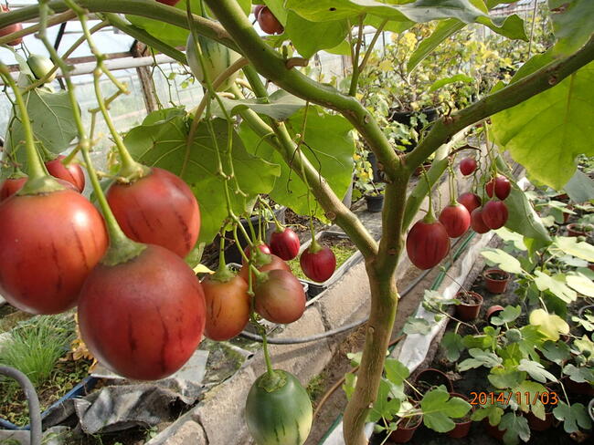 Pomidor drzewiasty tamarillo sadzonka w doniczce