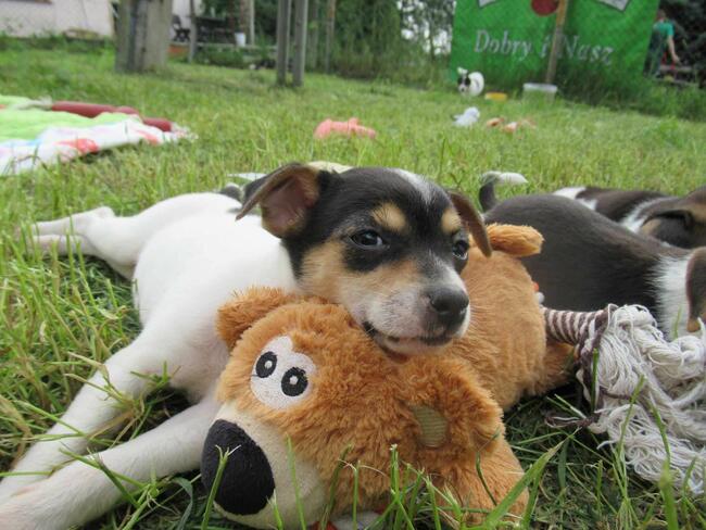 „Mika” – domowy hotelik dla zwierząt