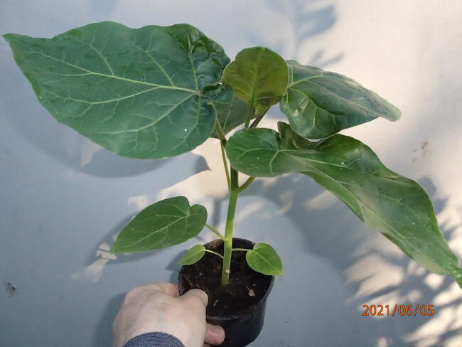 Pomidor drzewiasty tamarillo sadzonka w doniczce