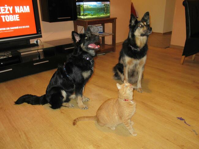 „Mika” – domowy hotelik dla zwierząt