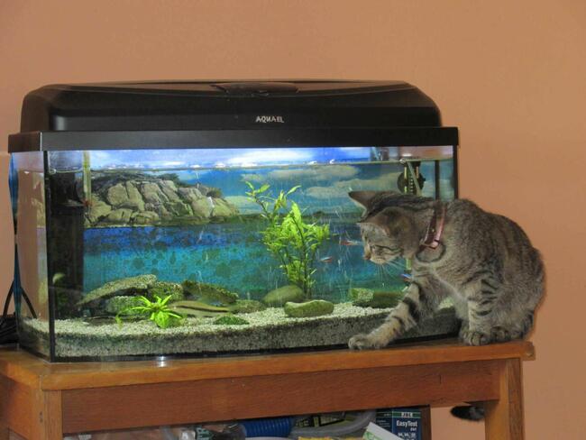 „Mika” – domowy hotelik dla zwierząt