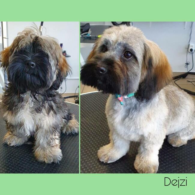 Psi fryzjer Reksio Zielona Góra