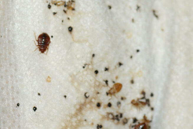 Zamgławianie na Pluskwy domowe. Odpluskwianie Warszawa