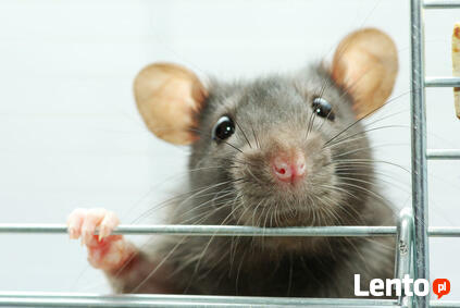 Dezynsekcja, Dezynfekcja, Deratyzacja PIASTÓW