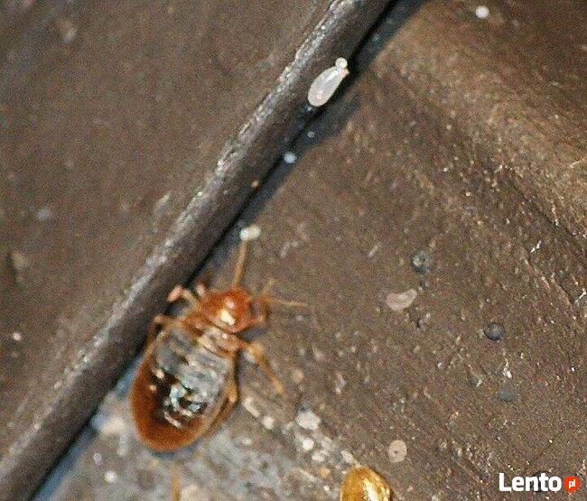 Zwalczanie Pluskiew Warszawa, Odpluskwianie, PLUSKWY