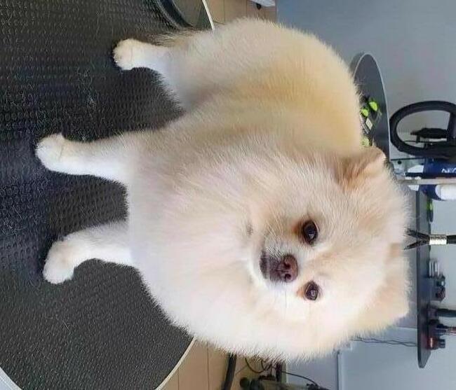 Psi fryzjer Reksio Zielona Góra