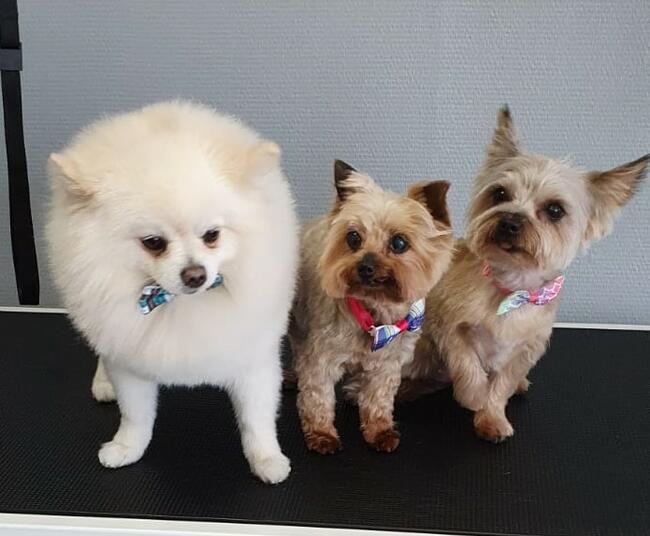 Psi fryzjer Reksio Zielona Góra