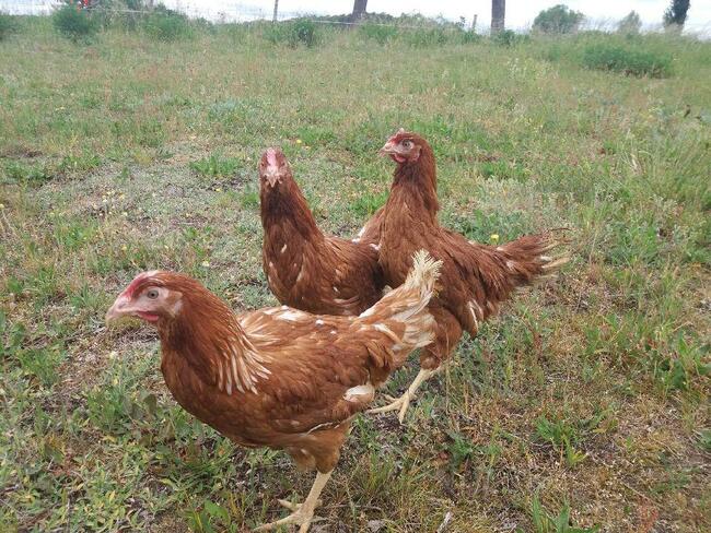 Sprzedam młode kury nioski