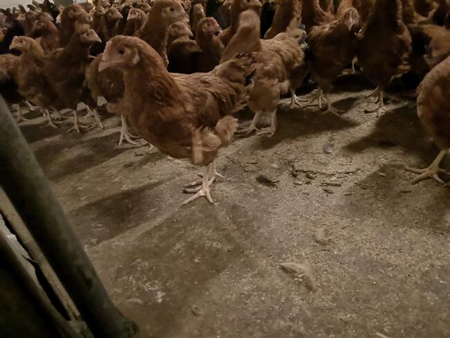 Sprzedam młode kury nioski