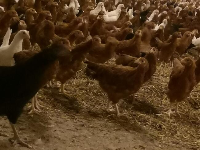 Sprzedam młode kury nioski