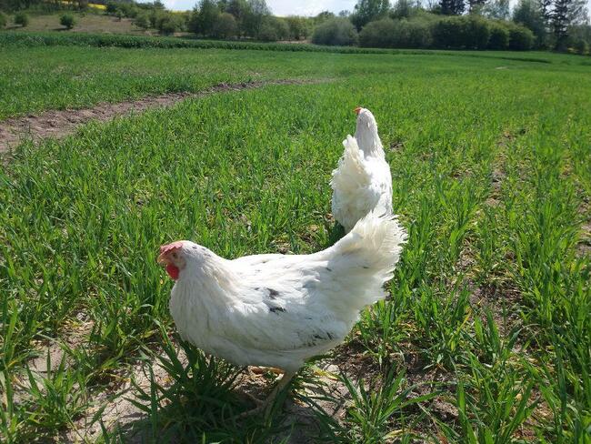 Sprzedam młode kury nioski