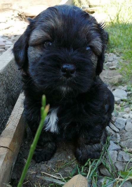 Oddam szczeniaki shih-tzu z lhasa apso