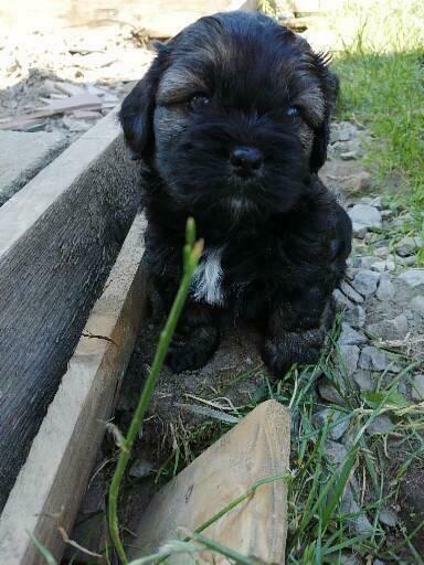 Oddam szczeniaki shih-tzu z lhasa apso