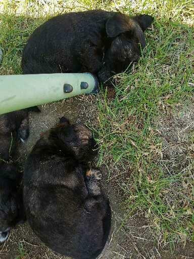 Oddam szczeniaki shih-tzu z lhasa apso