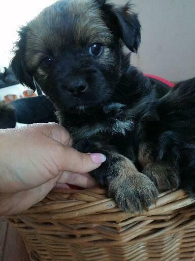 Oddam szczeniaki shih-tzu z lhasa apso