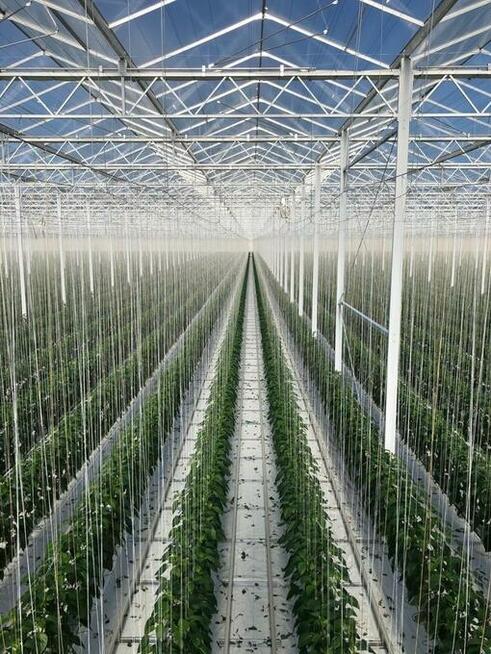 Papryka - Holandia, Luttelgeest 15.84 euro/h