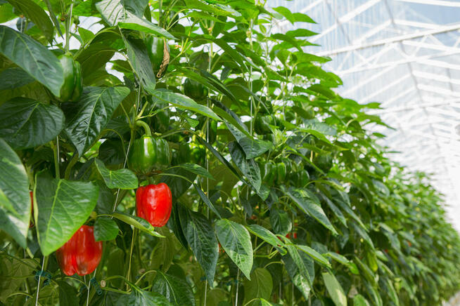 Papryka - Holandia, Luttelgeest 15.84 euro/h