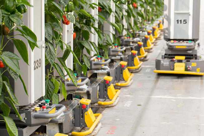 Papryka - Holandia, Luttelgeest 15.84 euro/h