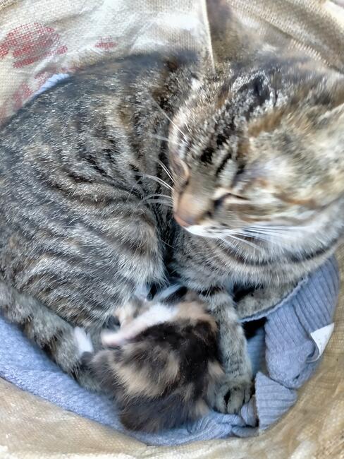 domki całoroczne i pokoje