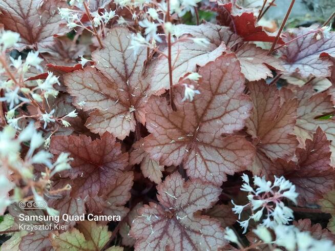 Funki-hosty, żurawki, tiarelle sprzedam