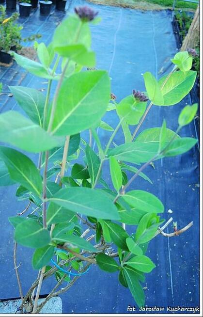 Wiciokrzew pomorski Serotina w pojemnikach 1,6 litra