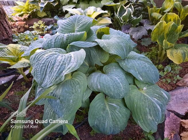 Funki-hosty, żurawki, tiarelle sprzedam