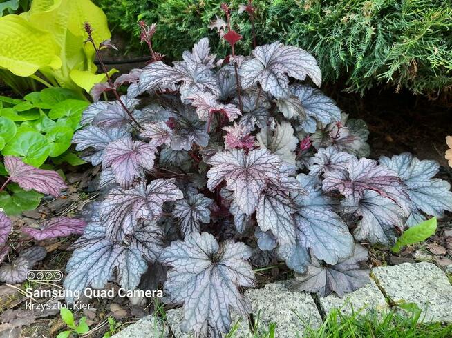 Funki-hosty, żurawki, tiarelle sprzedam