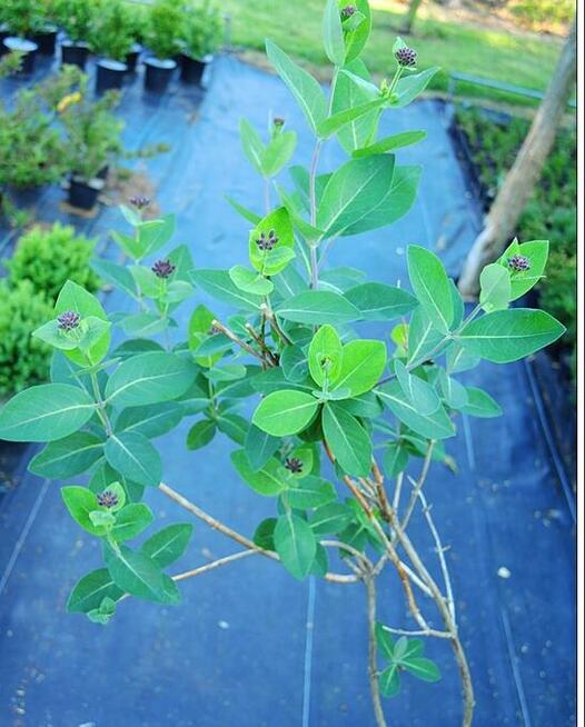 Wiciokrzew pomorski Serotina w pojemnikach 1,6 litra