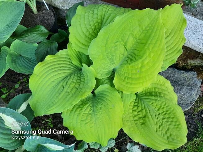 Funki-hosty, żurawki, tiarelle sprzedam