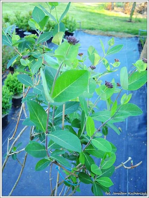 Wiciokrzew pomorski Serotina w pojemnikach 1,6 litra