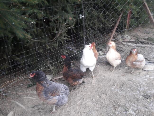 Jajka lęgowe araukana bezogoniasta