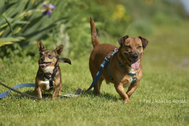 Mali i Majlo...Dwoje nierozłącznych przyjaciół.