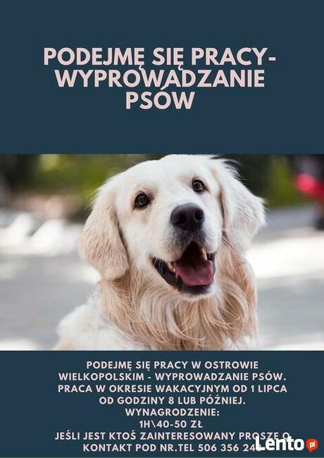 Podejmę się pracy - wyprowadzanie psów