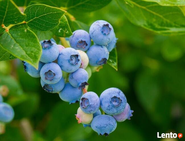 Torf kwaśny, podłoże do roślin kwasolubnych 50 L
