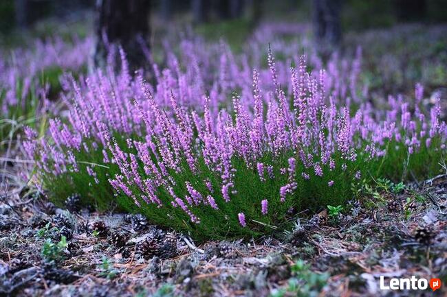 Torf kwaśny, podłoże do roślin kwasolubnych 50 L