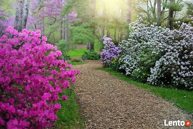 Torf kwaśny, podłoże do roślin kwasolubnych 50 L