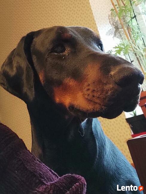 Szczenięta Doberman sprzedam
