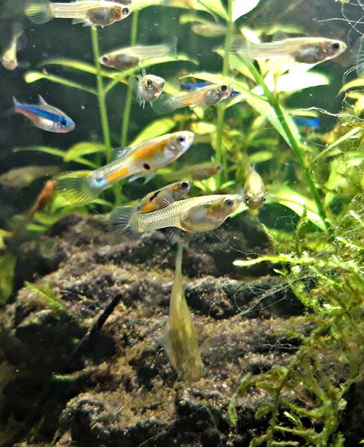 Krewetki Red Cherry, Blue Velvet, Yellow Neon